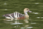 Plumed whistling duck1040.jpg